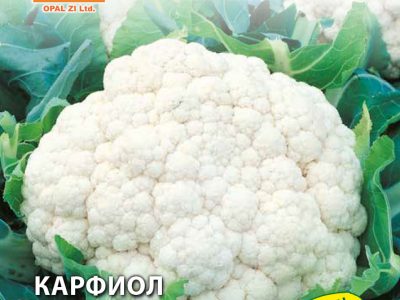 КАРФИОЛ СНЕЖНА ТОПКА