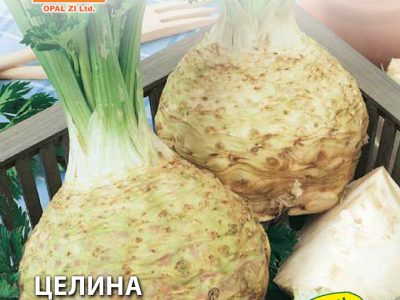 ЦЕЛИНА ГЛАВЕСТА 2 гр.