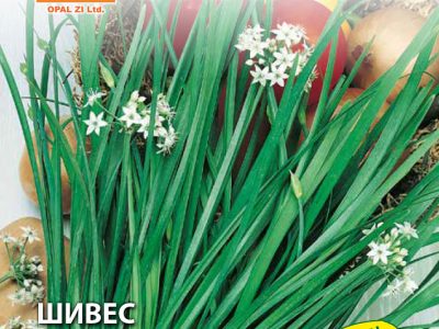 ШИВЕС ЧЕСНОВ 2 гр.