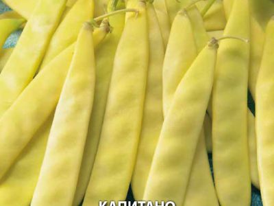 ФАСУЛ КАПИТАНО