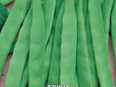 ФАСУЛ ДЖИНА