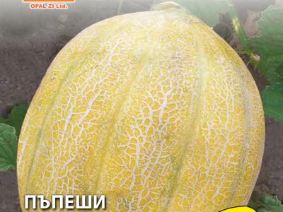 ПЪПЕШИ ХИБРИД 15