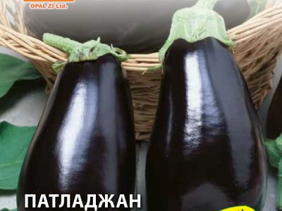 ПАТЛАДЖАН №12  2 гр.
