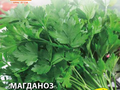 МАГДАНОЗ ИТАЛИАНСКИ ГИГАНТ