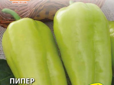 ПИПЕР ФАМИЛИЯ