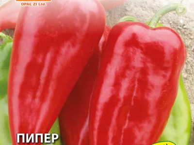 ПИПЕР КУРТОВСКА КАПИЯ