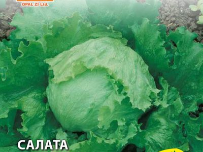 САЛАТА АЙСБЕРГ 2 гр.