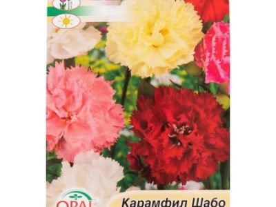 КАРАМФИЛ ШАБО